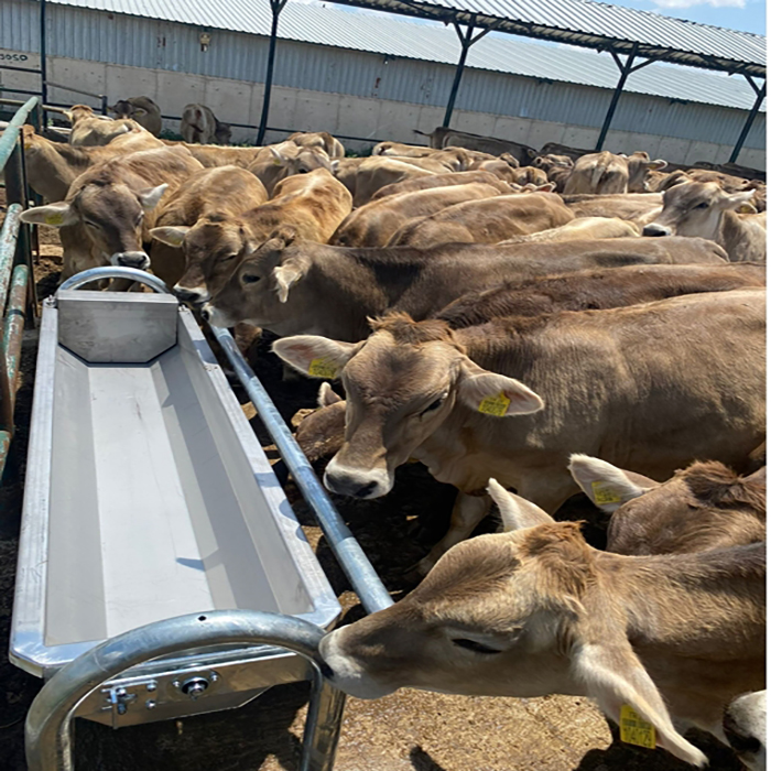 Devirmeli Suluk Çeşitleri